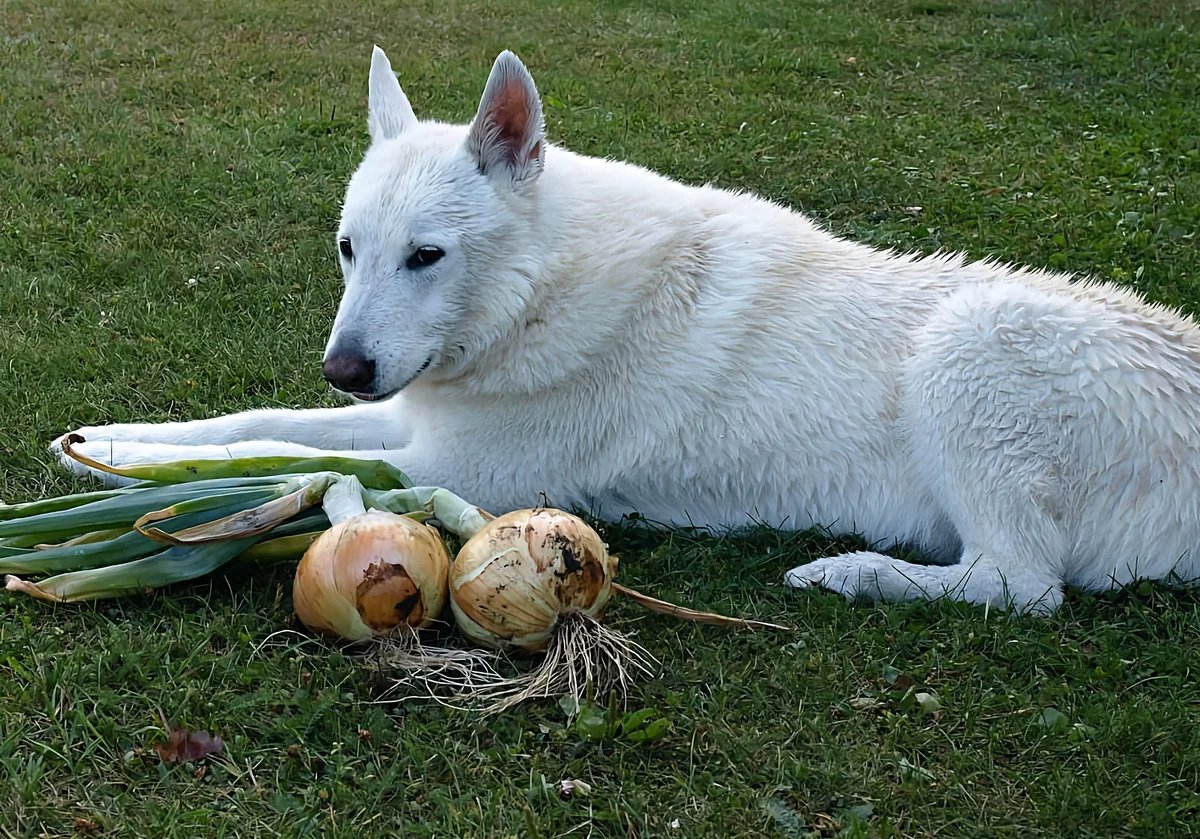 Зеленый лук собакам