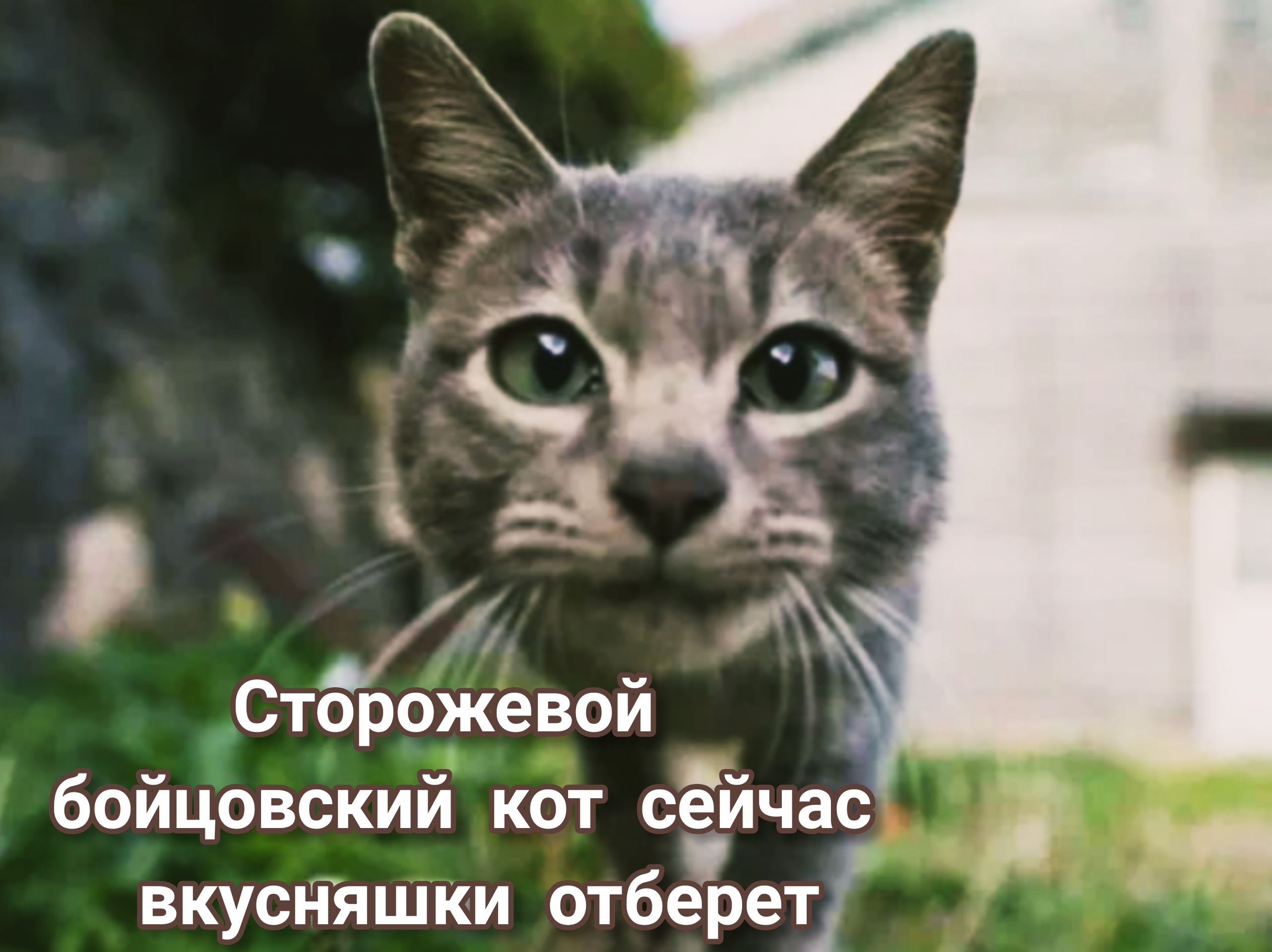 Кот будто