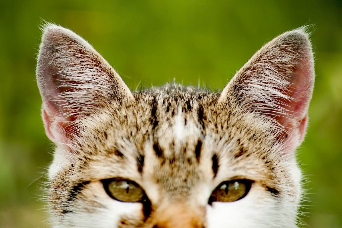 Кошкины уши
