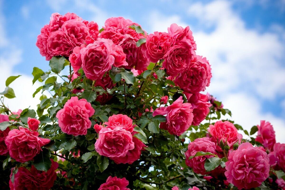 Цветение Роз