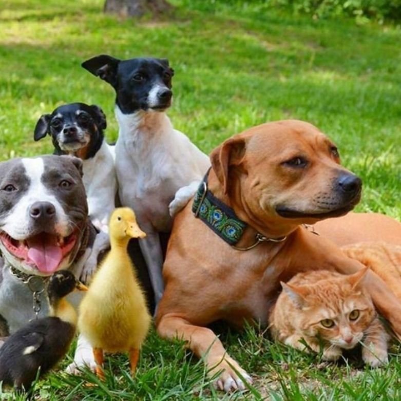 Альтруизм у животных. Дрессировка собак. Лев на водопое. Подражая животным. Животные подражают людям.