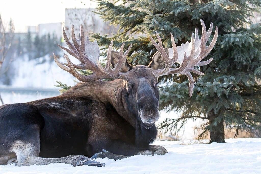 Фото лося в лесу зимой