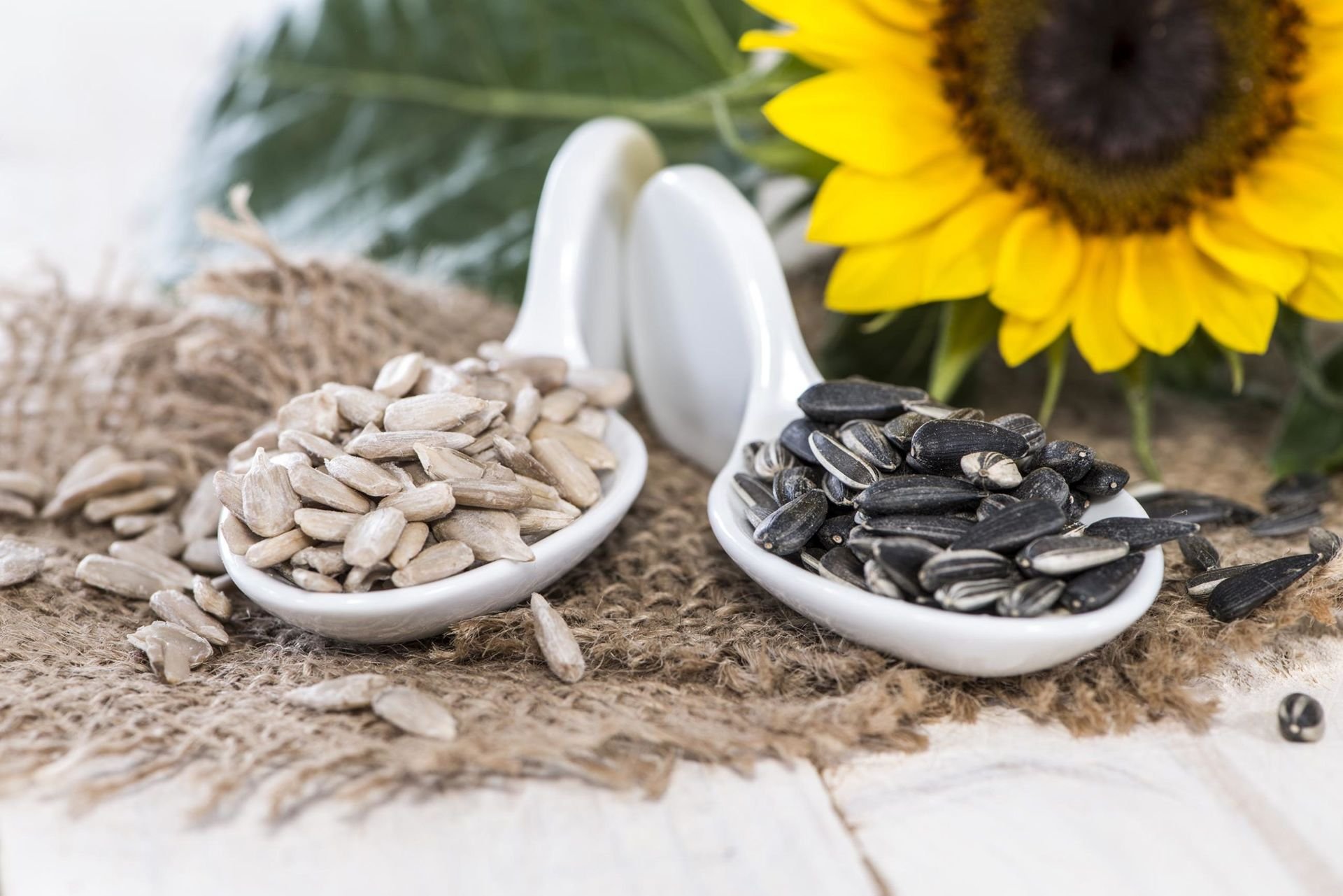 Sunflower seeds