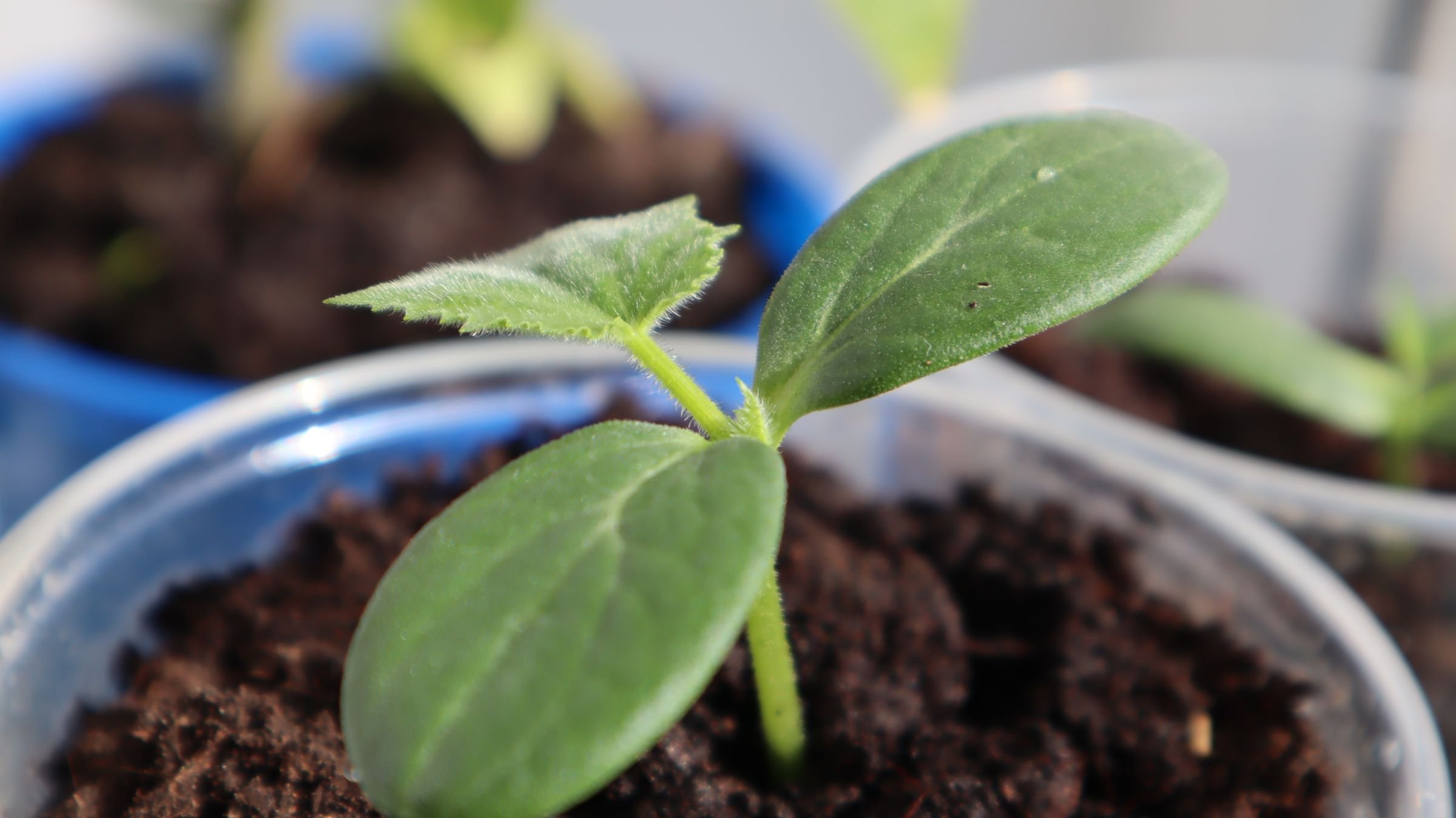 Рассада огурцов. Рассада огурцов на подоконнике. Высадка огурцов на рассаду в 2023 году. Крепкая рассада огурцов. Огурцы на рассаду в апреле 2024.