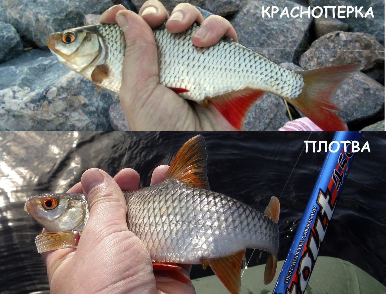 Рыбалка рыба