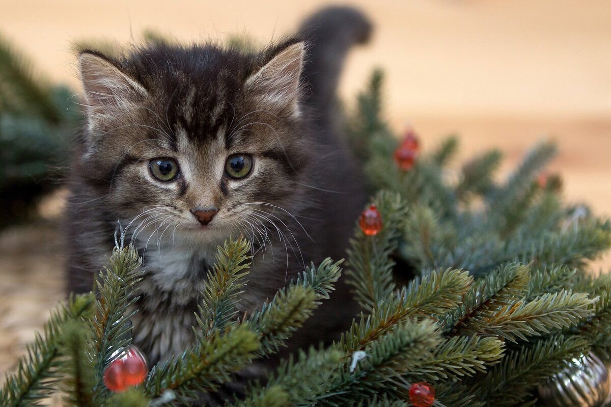 Новый кот. Котенок под елкой. Новогодние котята на рабочий стол. Новогодний Сибирский кот. Котята и Новогодняя ёлка.