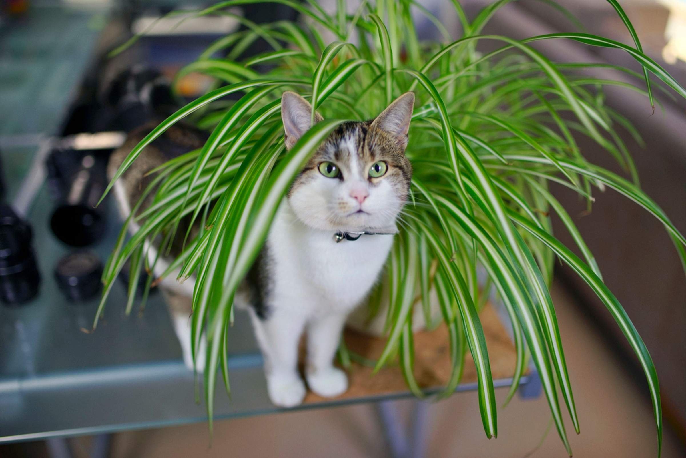 Смертельно опасный цветок для кошек. Кошачий цветок комнатный. Кошка и комнатные цветы. Хлорофитум. Комнатные растения которые любят кошки.