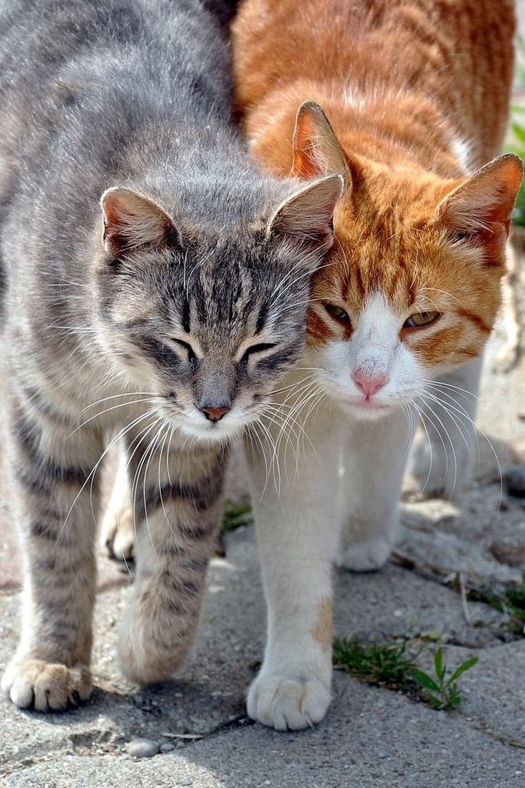 Кошечка с котятами. Кошка. Коты и кошки. Два кота.