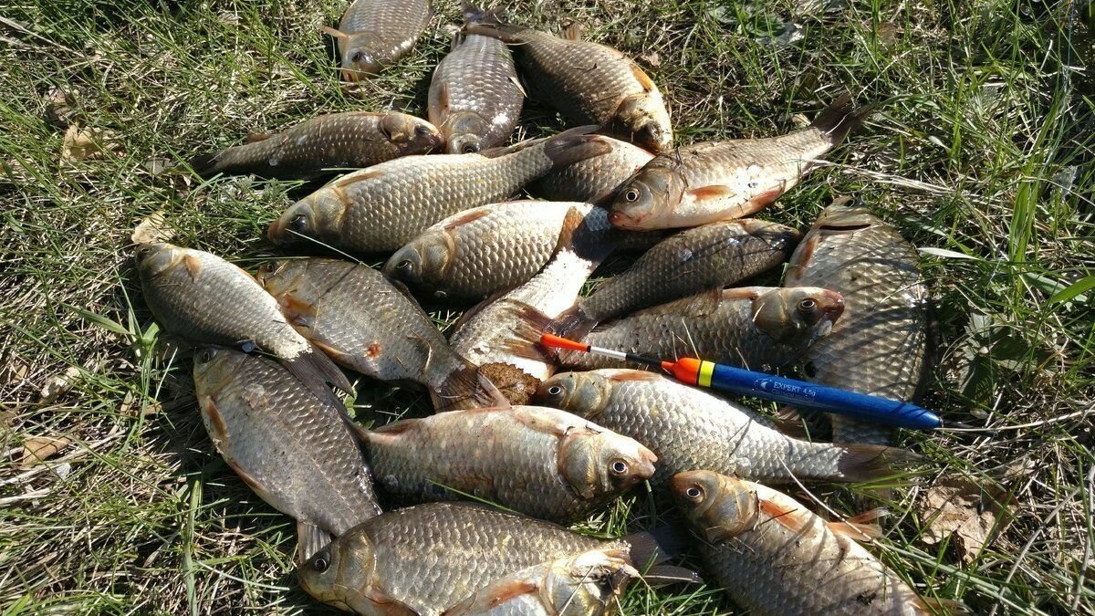 Рыбалка на карася 2024. Караси. Разновидности карася с фото. Когда клюет карась. Фото наловленной рыбы летом в Оке.