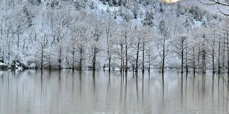 Кипарисовое озеро сукко зимой