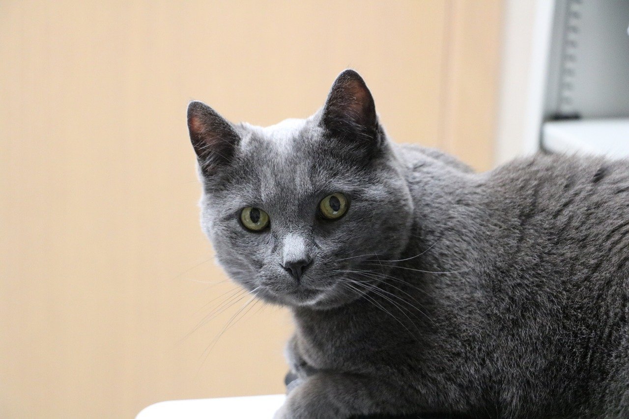 Фото британской короткошерстной кошки серого цвета