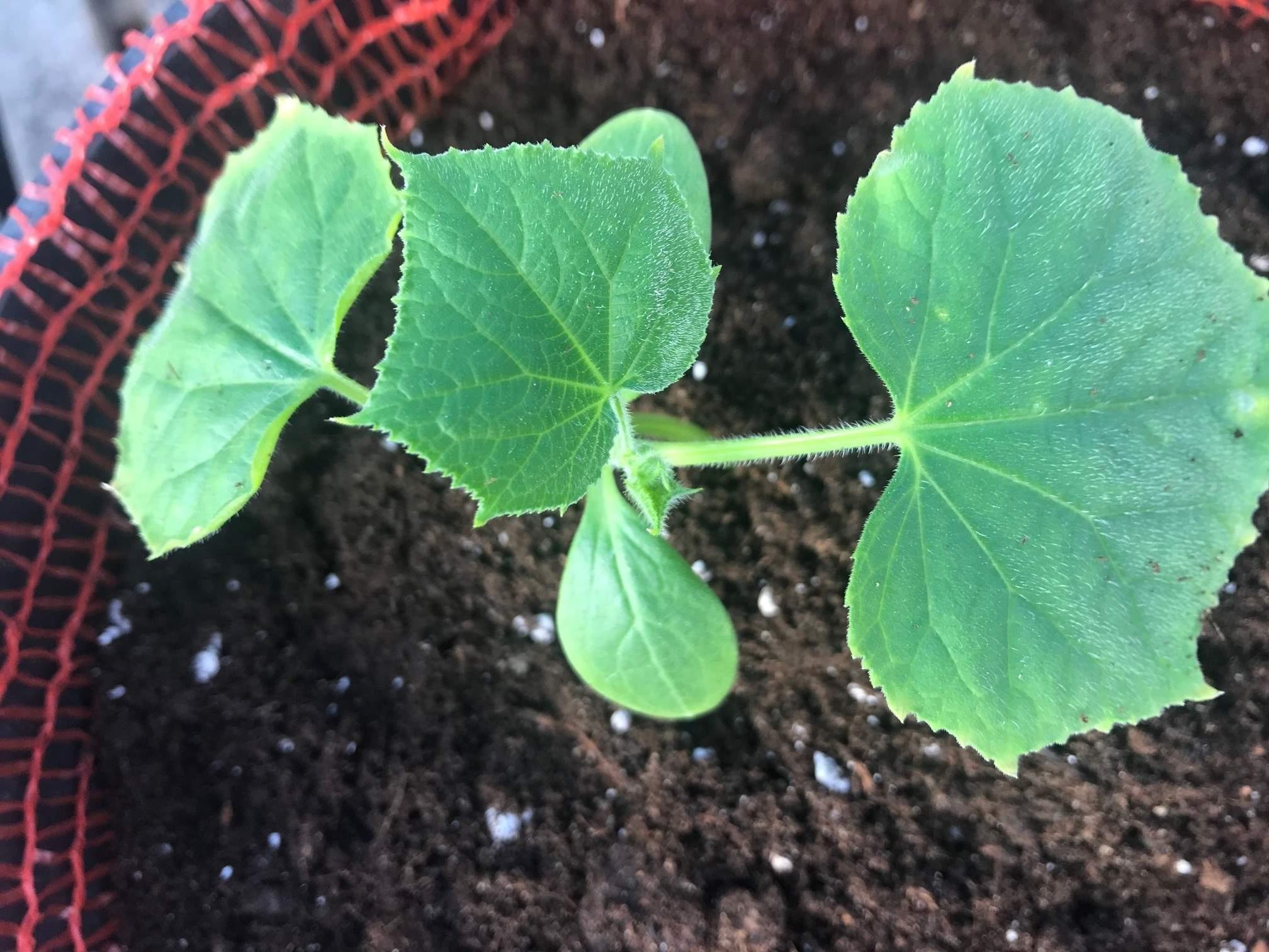 огурец бабушкин внучок f1. огурцы сорт родничок. огуречная теплица. рассада огурцов в теплице. ранние огурцы.