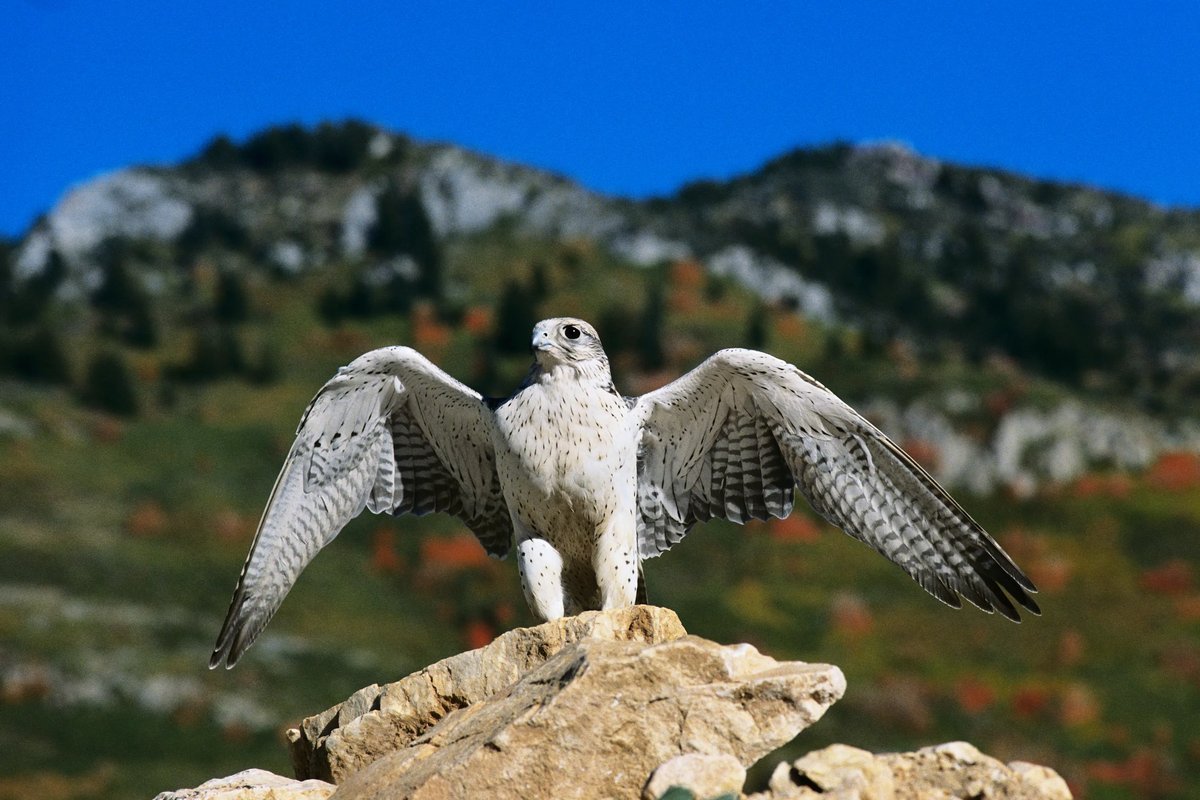 Белый сокол. Кречет Falco rusticolus. Камчатский Сокол Кречет. Лапландский заповедник Кречет. Сокол белый Кречет.