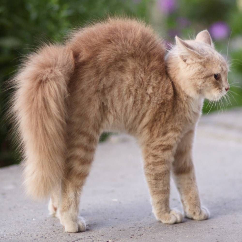 Cat arch. Кот ощетинился. Котенок выгибает спину. Кошка изгибается. Рыжий кот со спины.