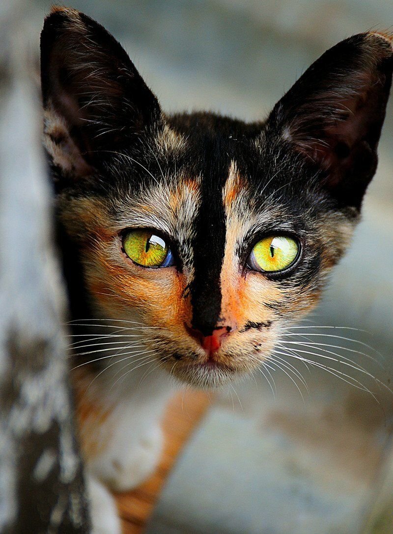 Коты необычной окраски фото