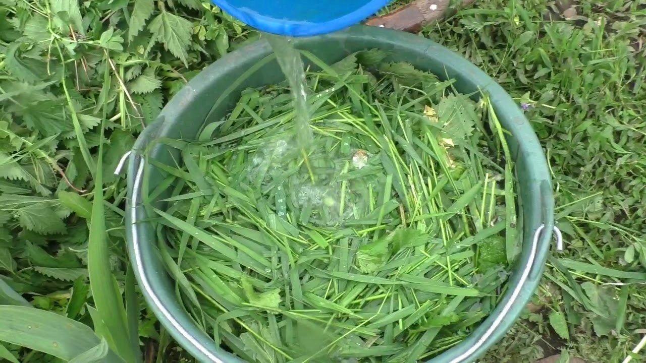 белая горчица сидерат зеленые удобрения. семена горчицы для посадки. удобрение в зеленой упаковке. органические удобрения сидераты. зеленое удобрение.