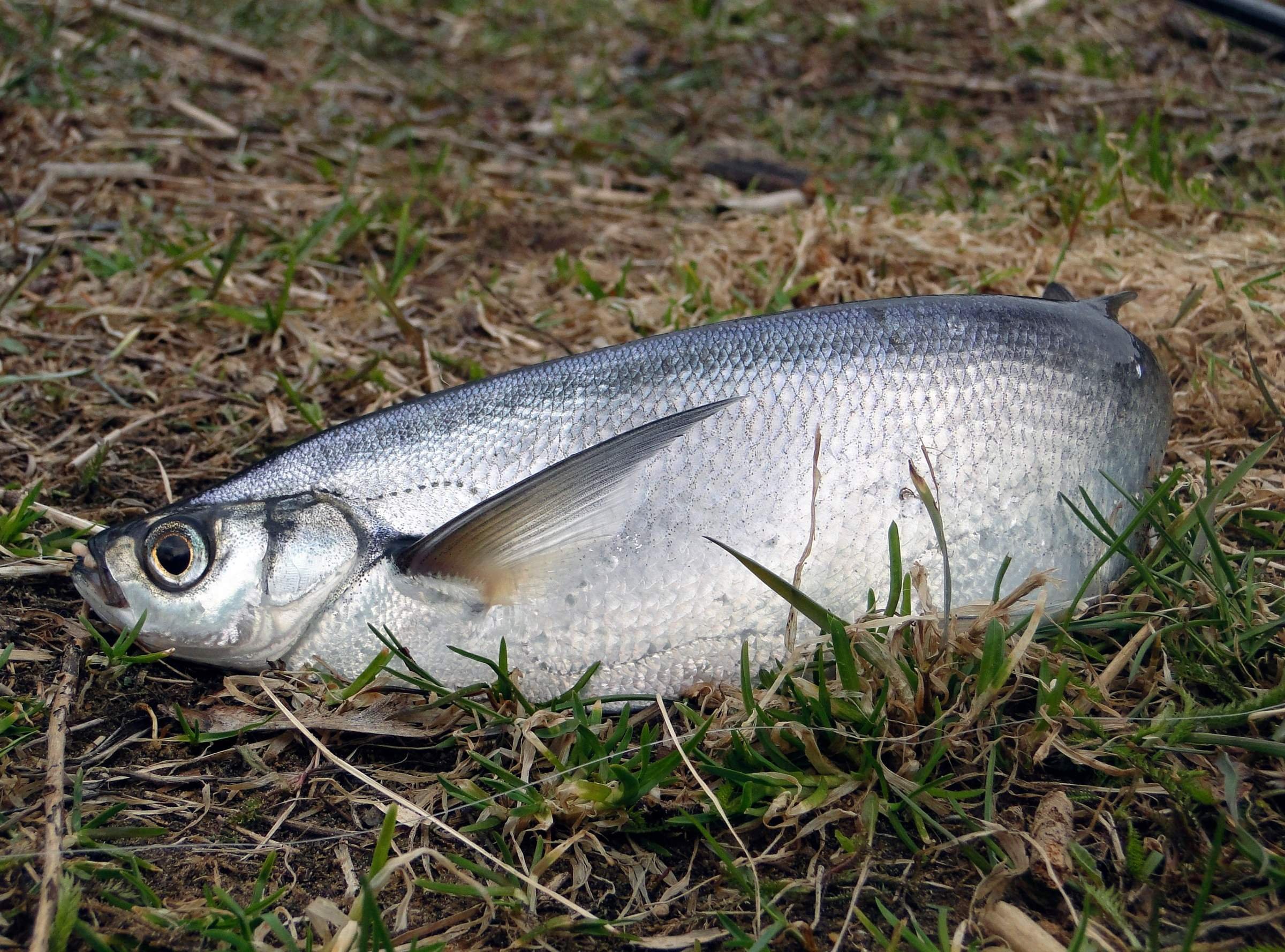 Чехонь рыба. Чехонь Pelecus cultratus. Чехонь Волжская. Чехонь чешуя.