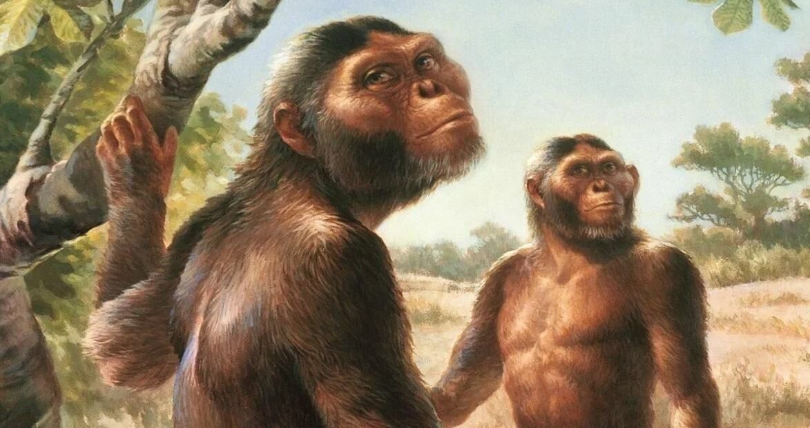 Человекообразная обезьяна рисунок