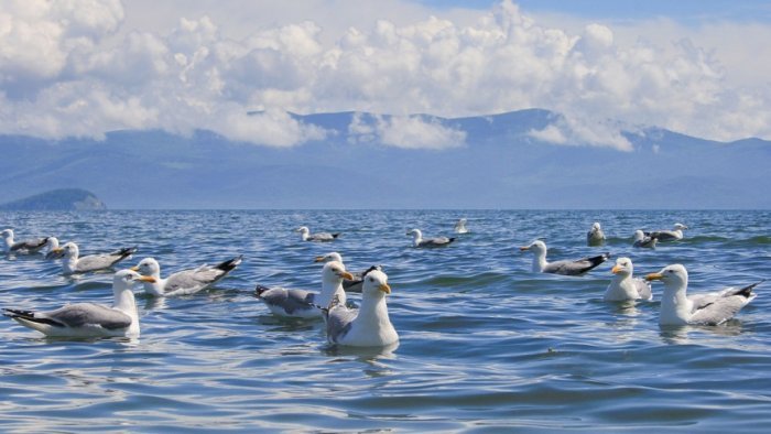 Животный мир байкала фото