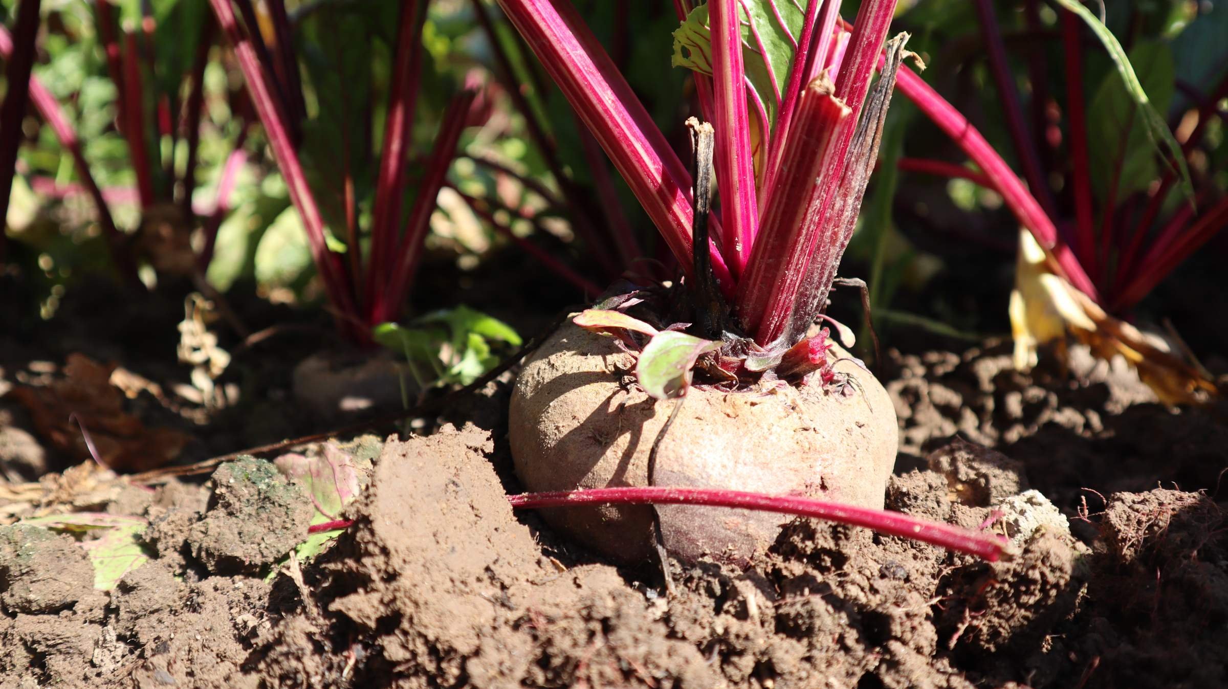 Можно ли поливать свеклу. Подкормка свеклы в таблицах. Полив свеклы в открытом грунте. Можно ли поливать свеклу. Подкормка свеклы.