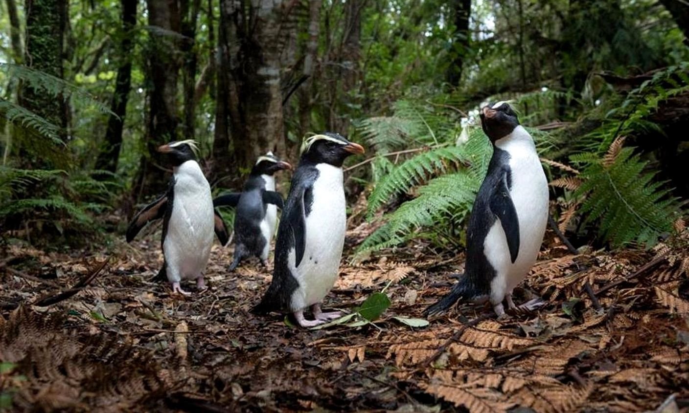 Орел новой зеландии. Очковые пингвины в Африке. Fiordland Crested Penguins. Пингвины в новой Зеландии. Новозеландские Лесные пингвины.