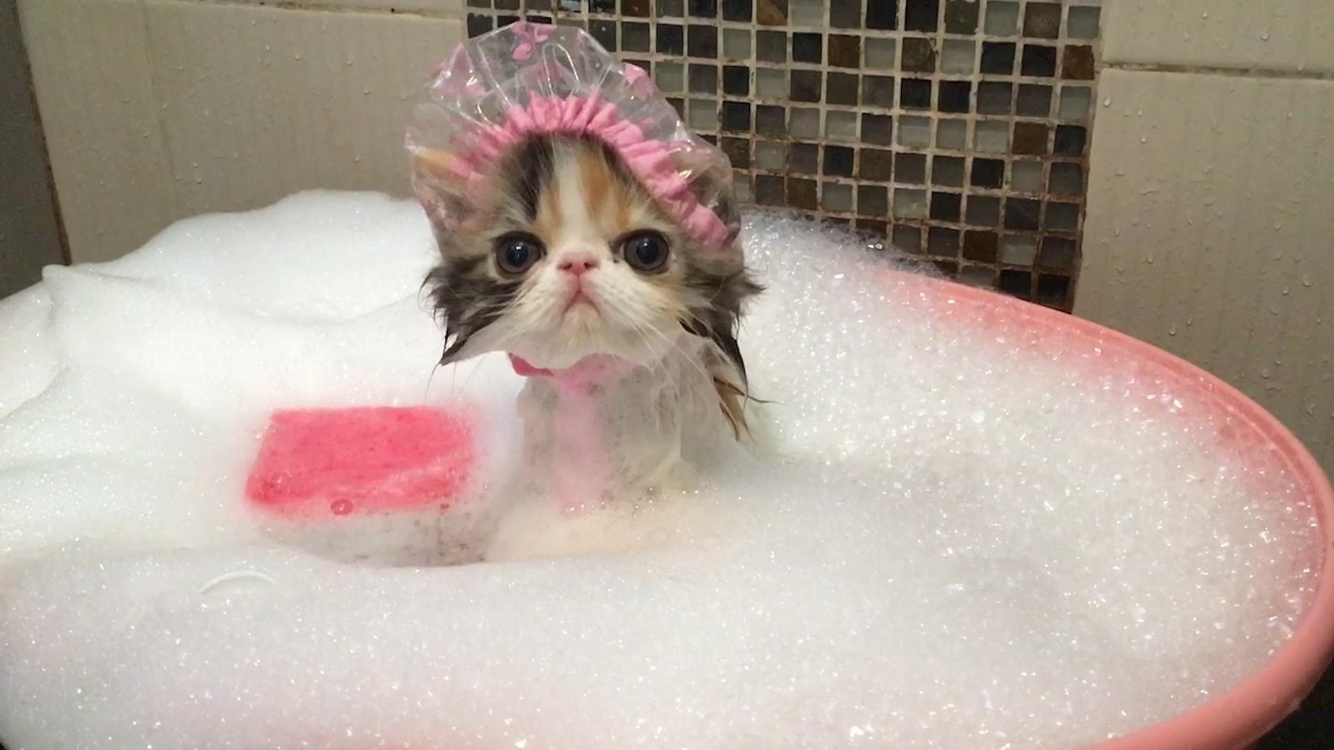 Видео коты в ванне. Котенок в ванной. Котик купается в ванной. Купание кошки. Котенок моется.