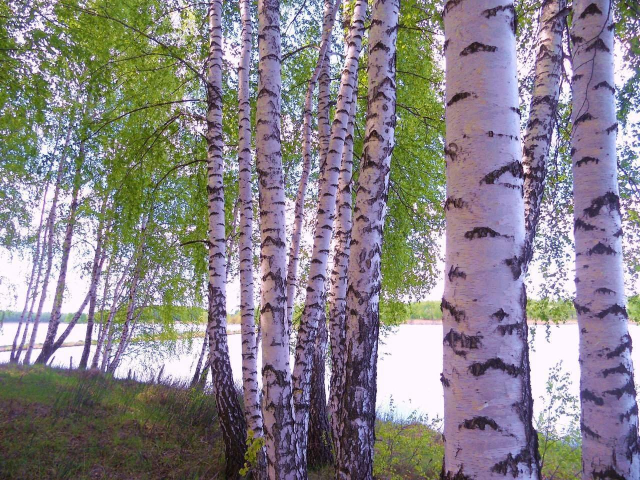 Birch фото. Белоствольная береза. Береза белокорая. Береза белоствольная сорт. Береза березовый Березняк.