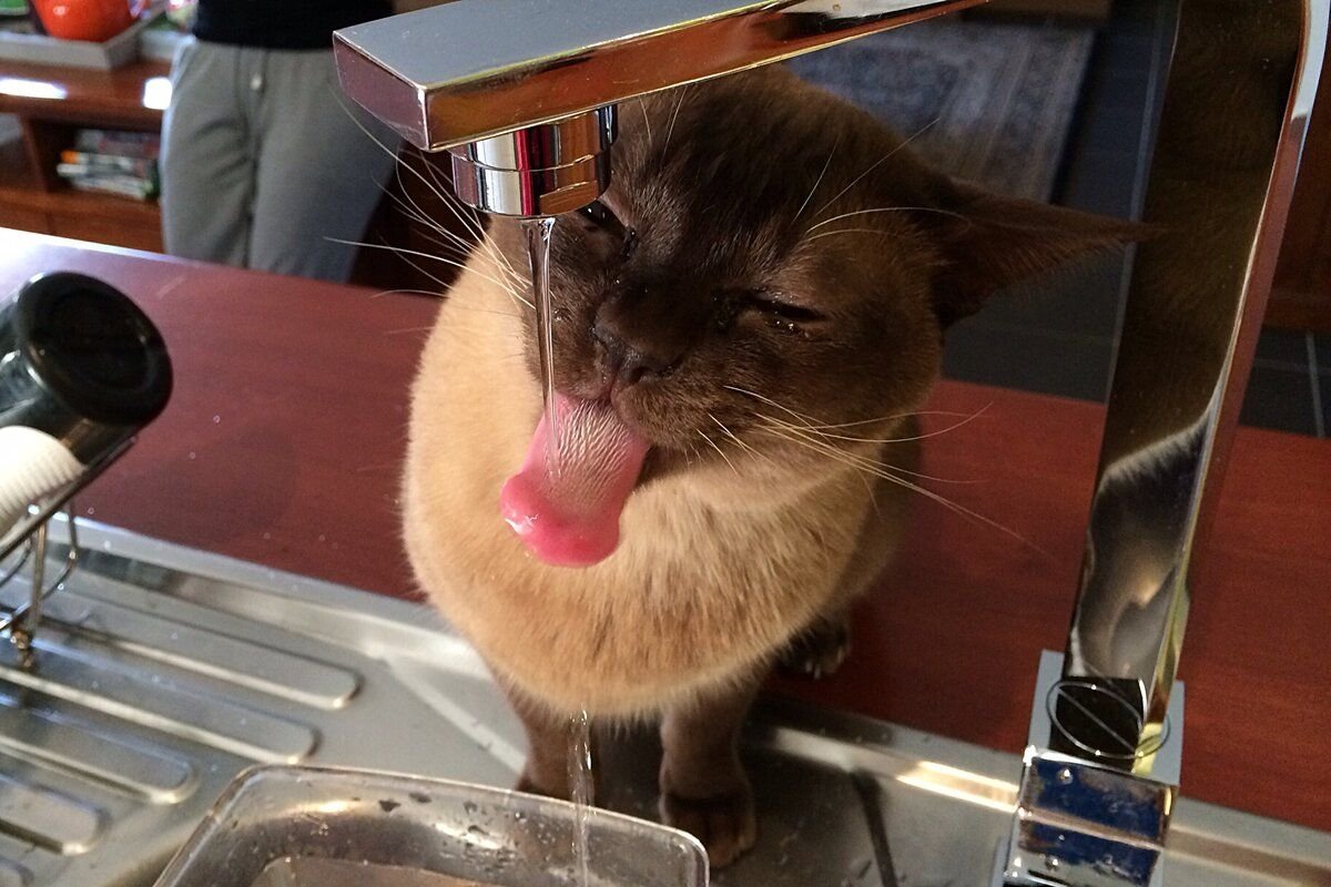 приколы с котами. включи кот в час. включи кот в час. кот с часами. кот и часы.