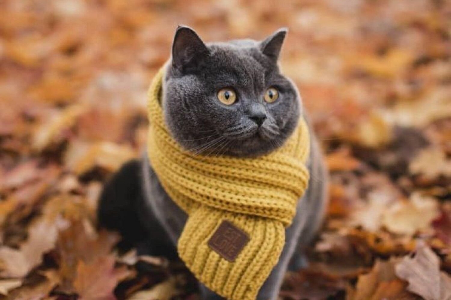 Кошка в шарфе