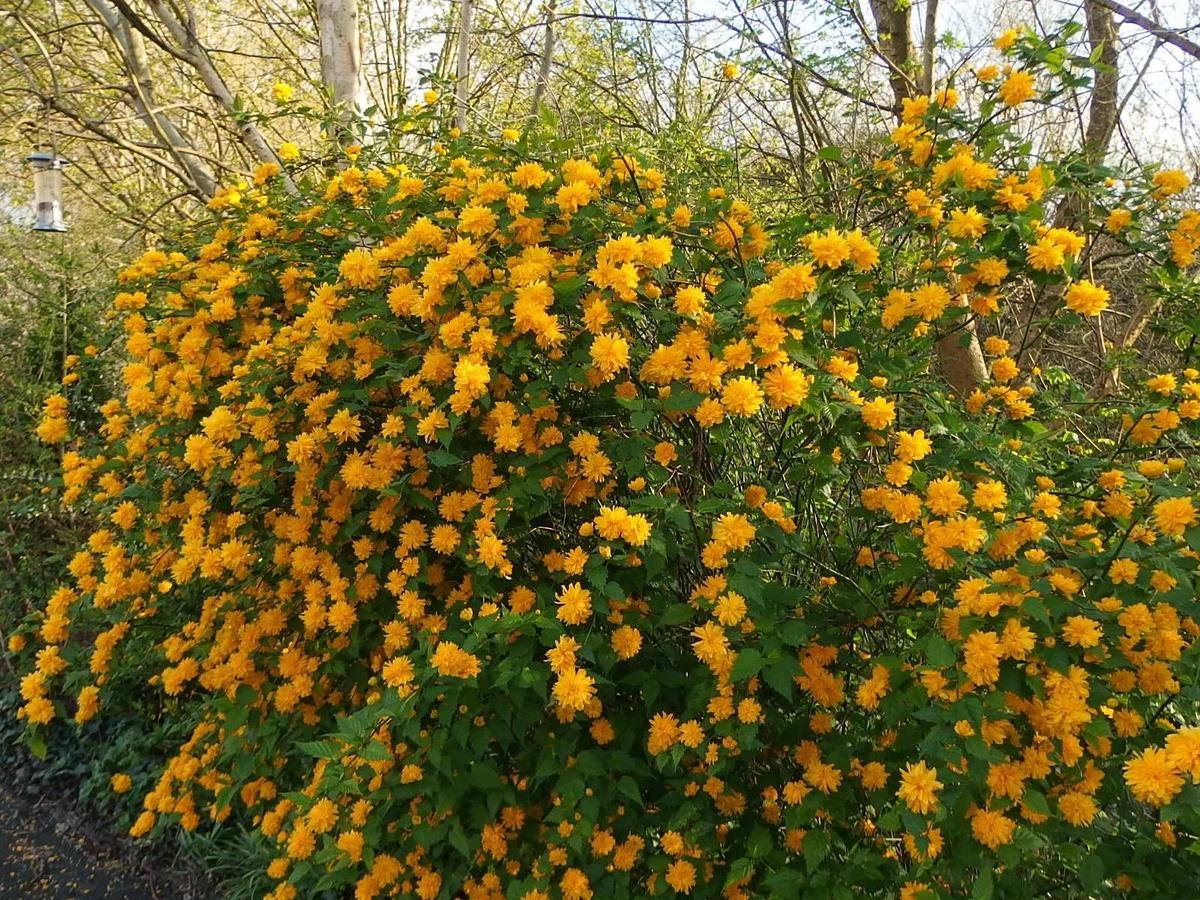 корея японская кустарник