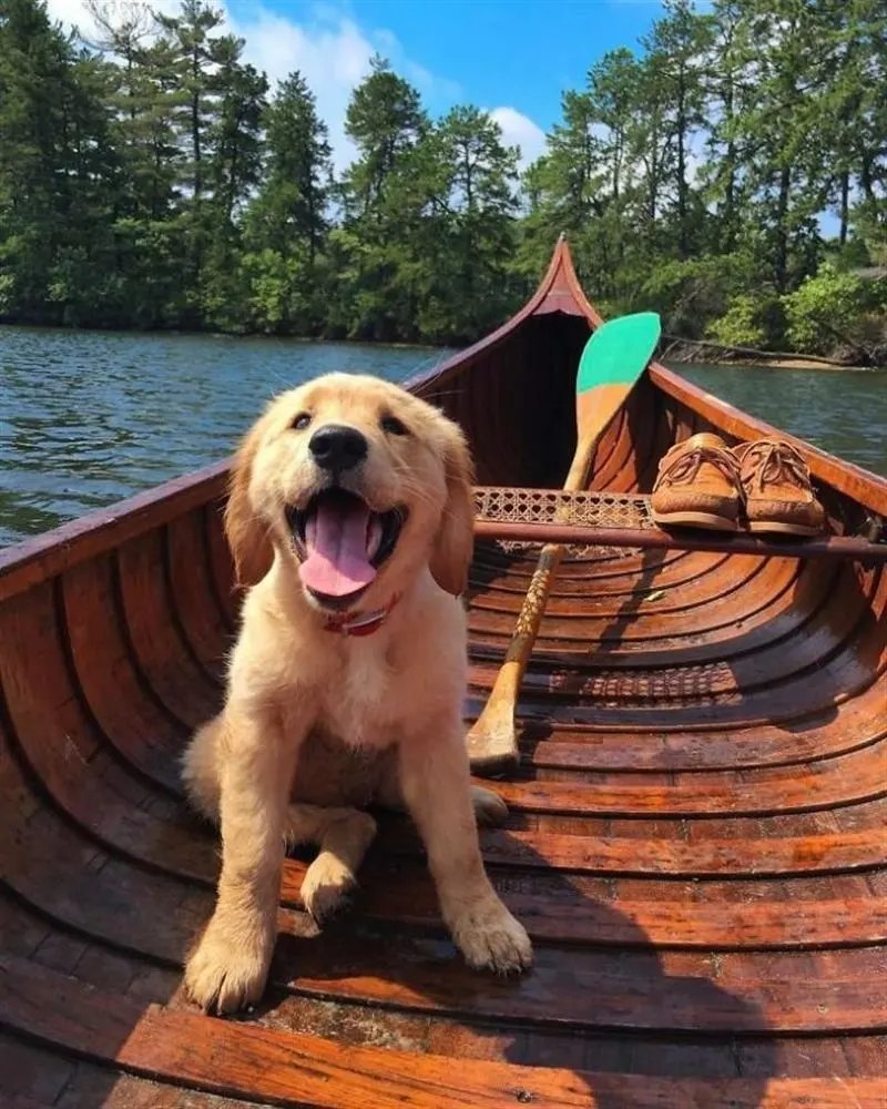 Собака в лодке