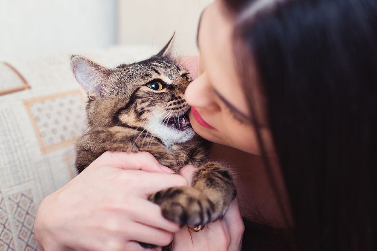 Кошка грызет. Котенок кусает. Айлурофилия. Кот кусает девушку.