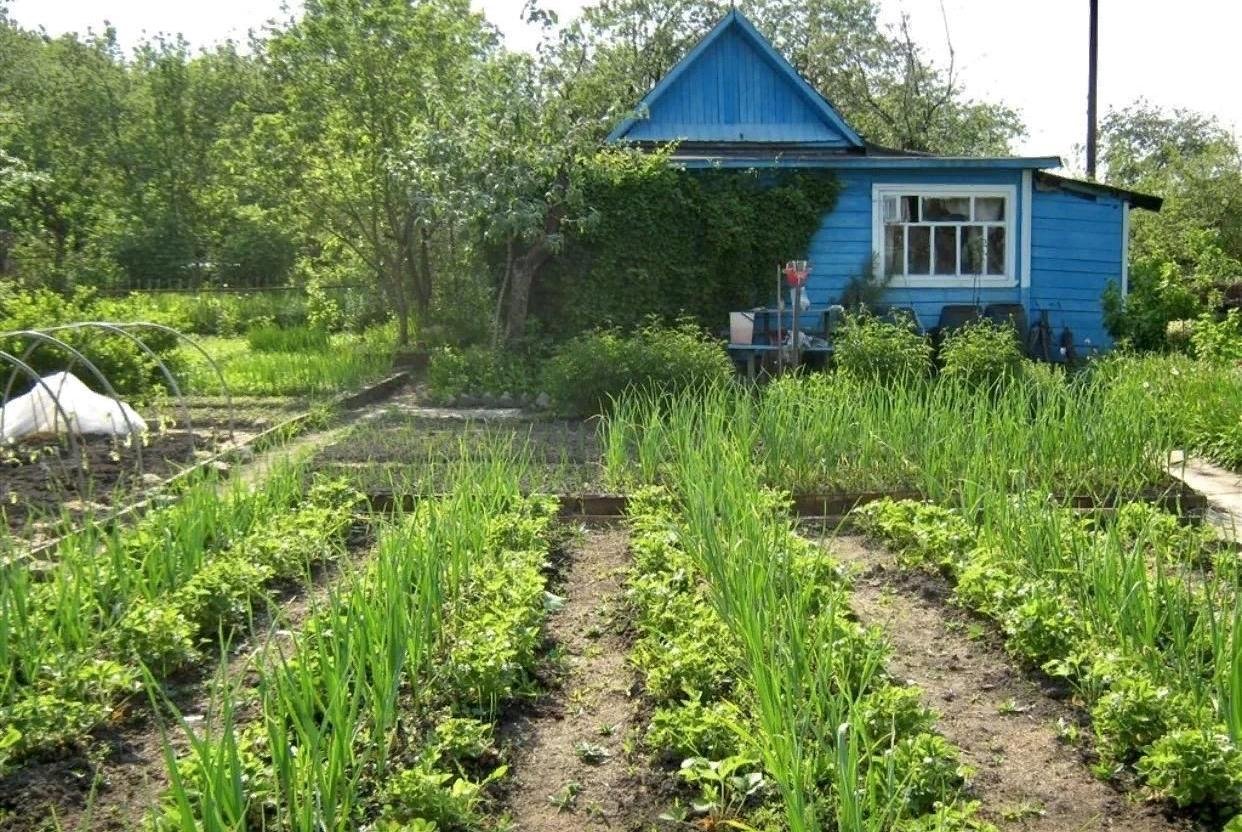 Садовый участок иваново. Деревенский домик с огородом. Дачный участок. Садовый участок. Деревенский огород.