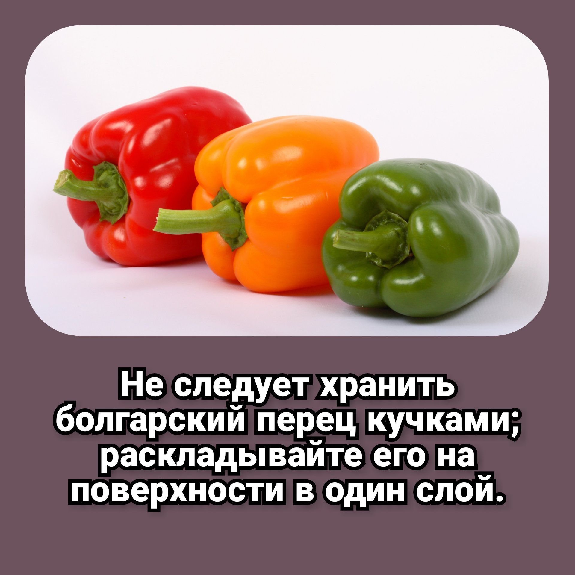 Болгарский перец язык. Как хранить болгарский перец в холодильнике. Где лучше хранить перец болгарский. Перцы как правильно пишется.