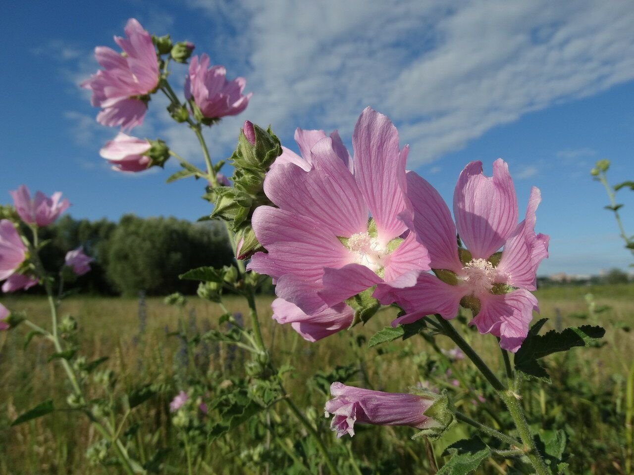 Хатьма тюрингенская Lavatera