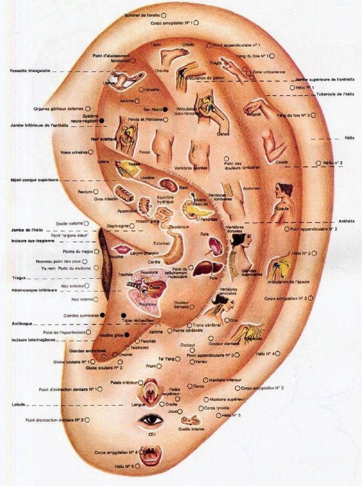 Точки на ушах отвечающие за органы фото