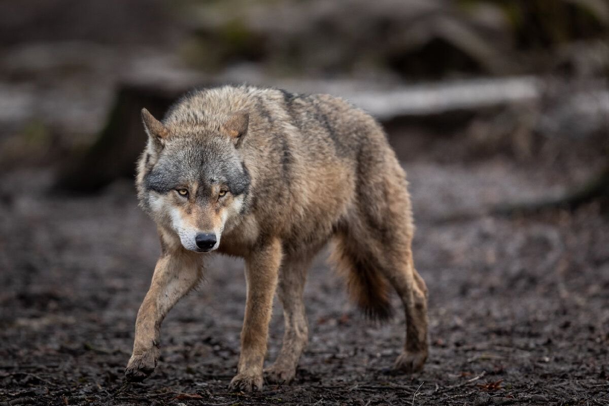 среднерусский лесной волк. степной волк казахстана. морда волка. волк обои. серый хищник.