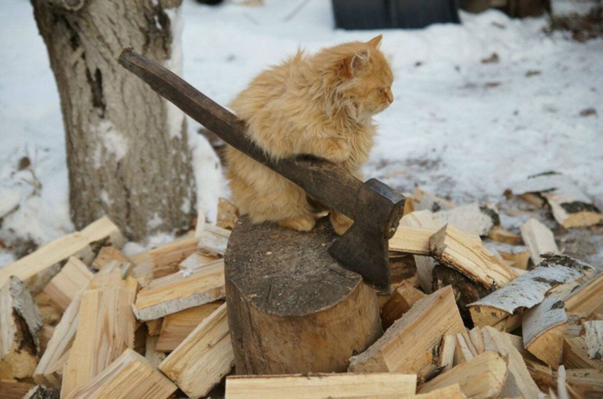 Суровый определять. Кот с топором. Рыжий кот с топором. Кот на дровах. Кот работяга.