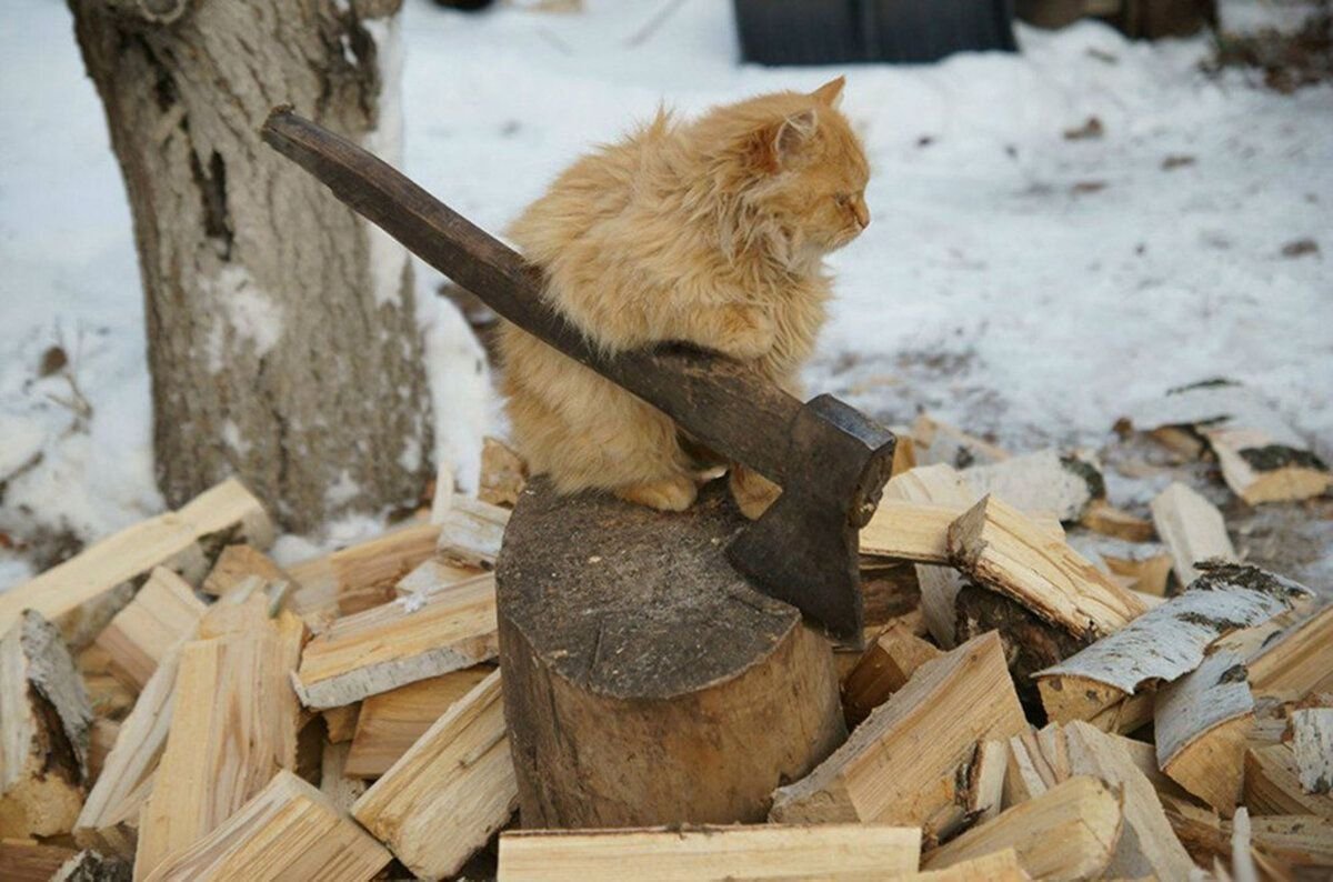 Прикольные картинки с дровами