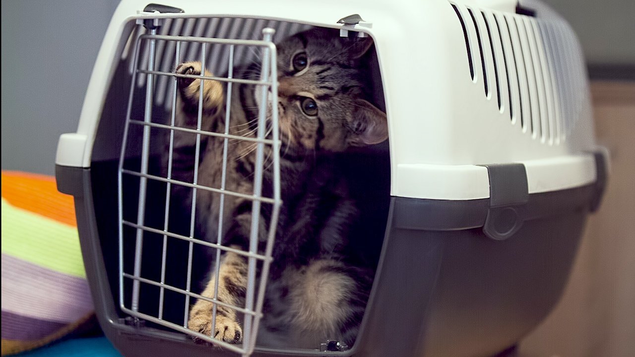 Cat Carrier joke