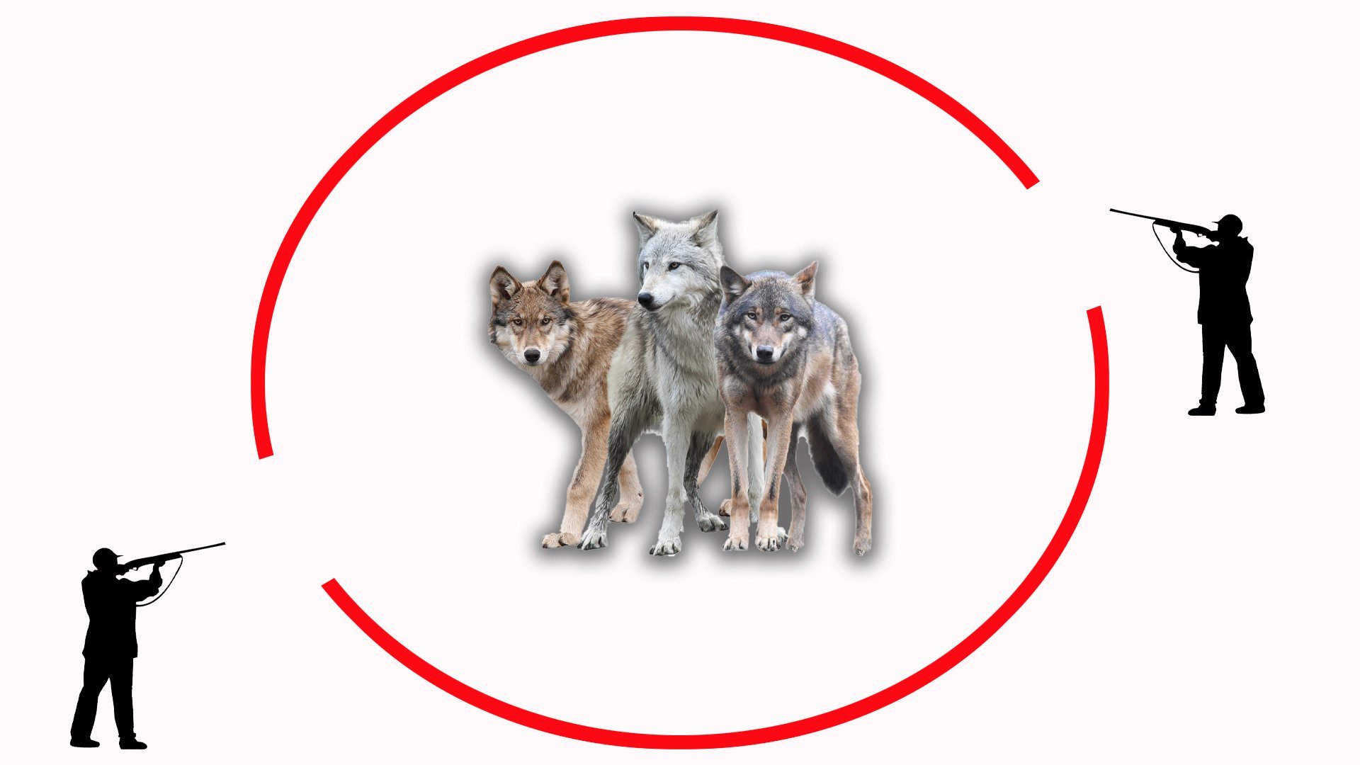 Почему волки боятся красных. Красные флажки для волков. Горбатов анималист волки. Охота на волков красные флажки. Почему волки боятся красных.