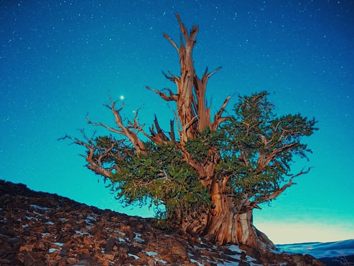 Самая древняя фотография в мире