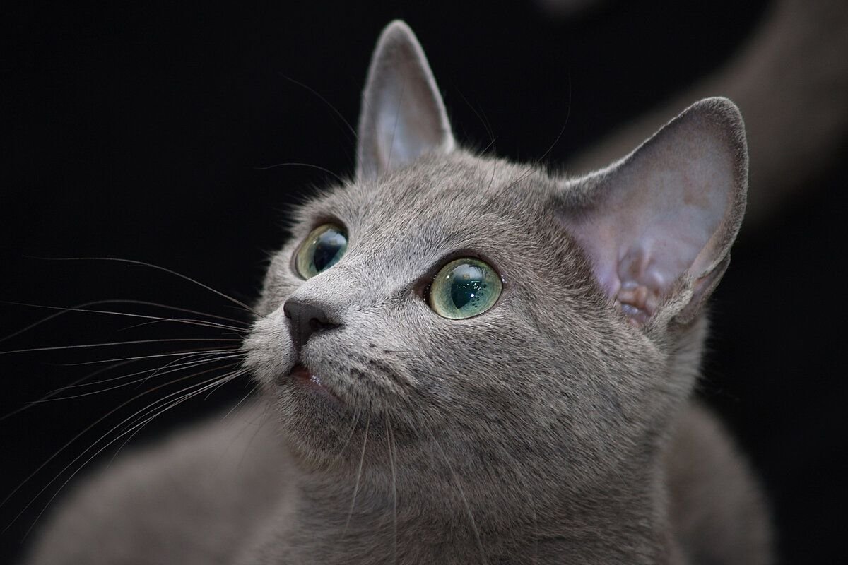 Русская голубая порода описание кошек фото