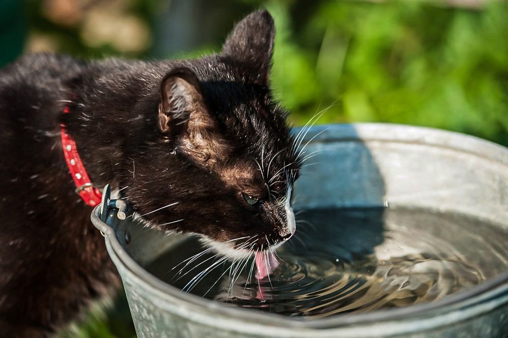 Водяная кошка фото