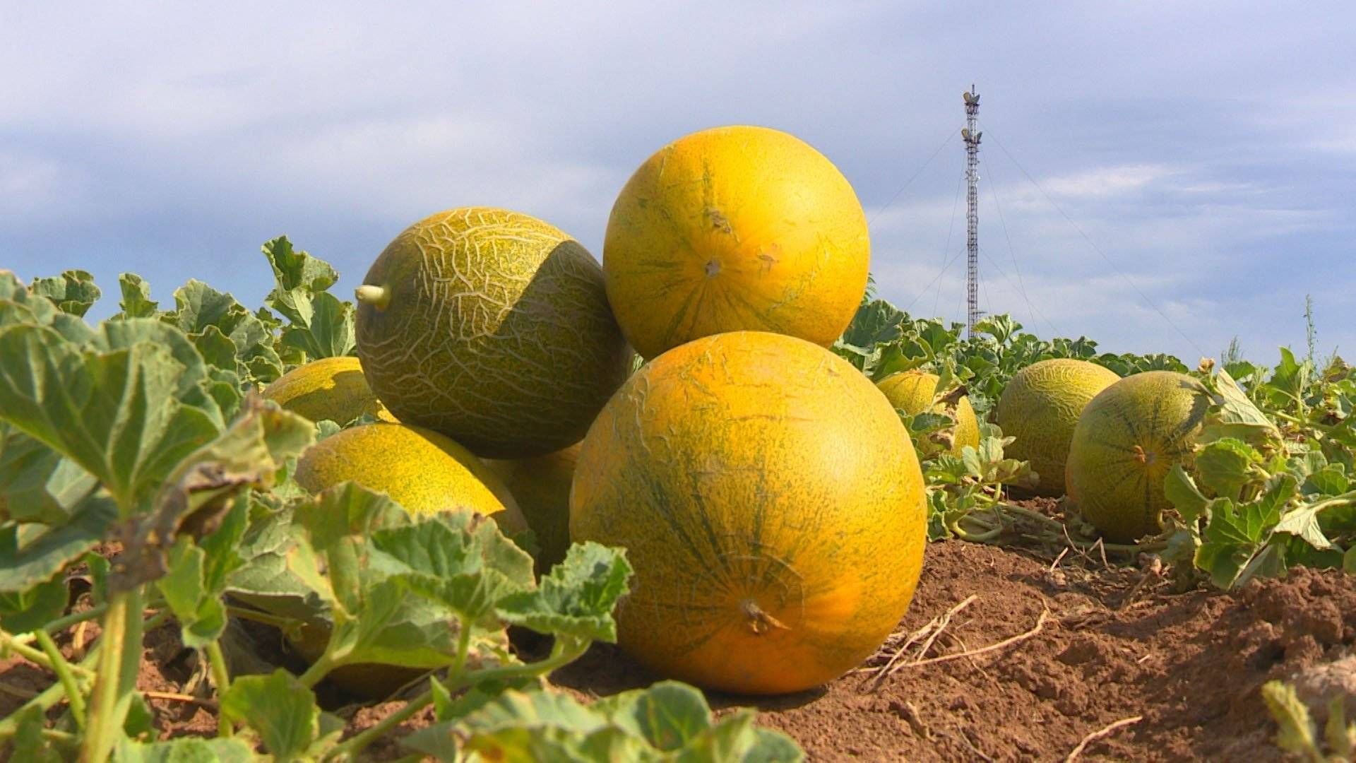 Бахча дыни. Канталупа (растение) бахчевые культуры. Когда садить дыню ,ранее солнышко. Тыквина дыни это плод. Дыня дубовка.