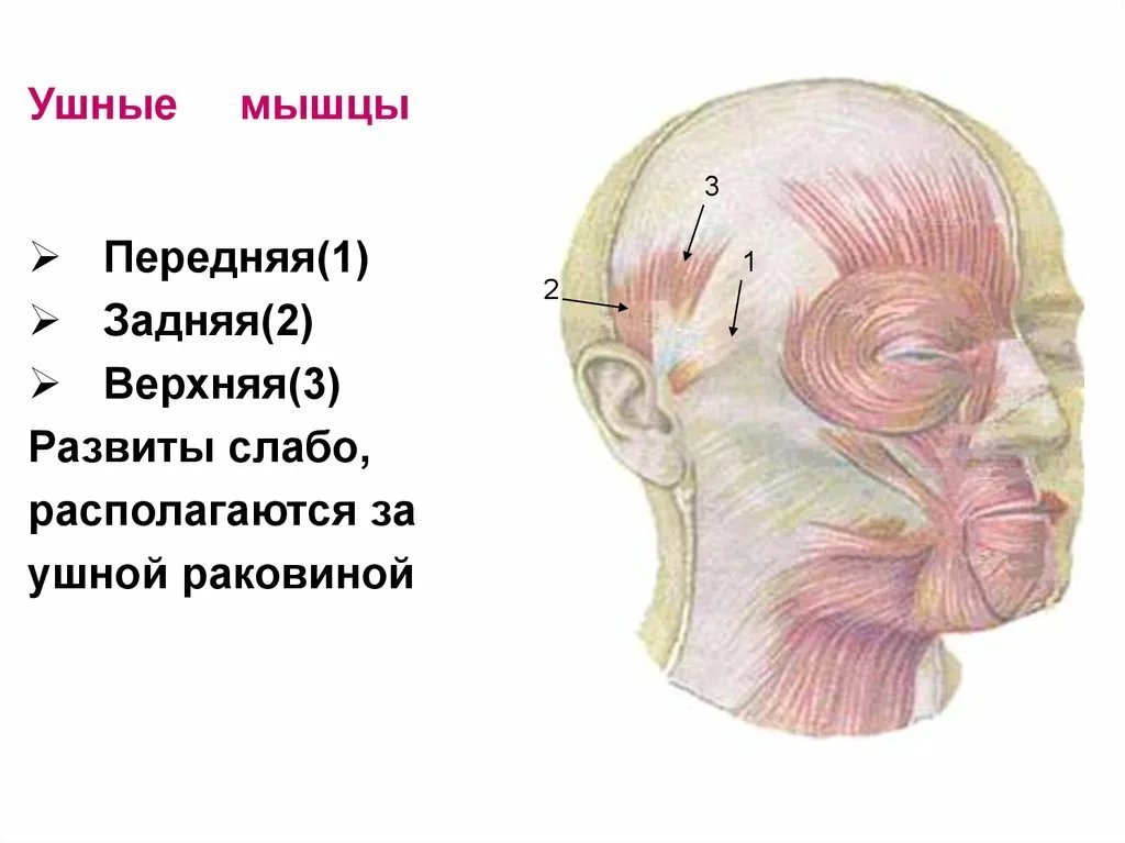 Окружность уха где находится у человека фото