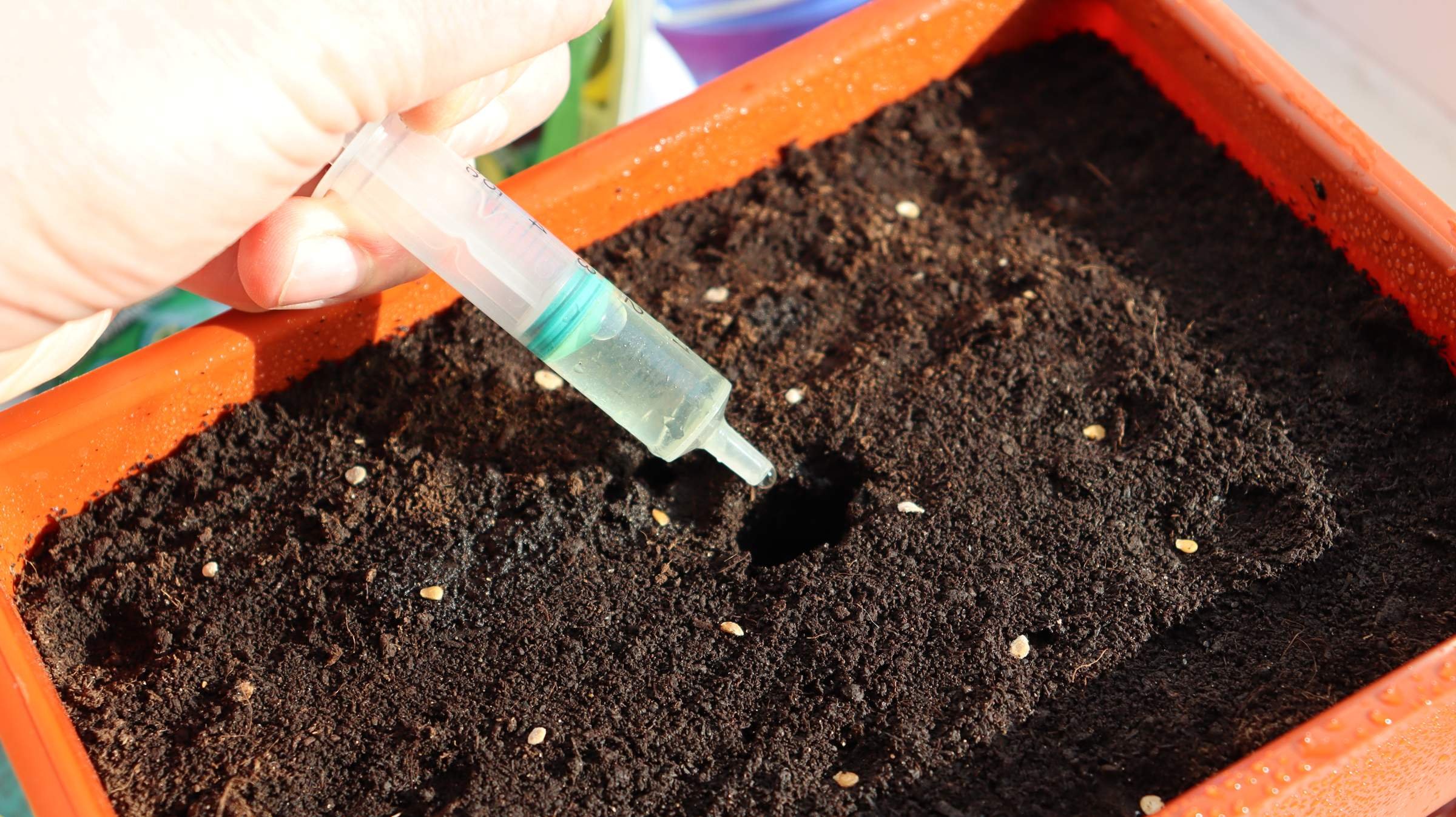 посадка томатов на рассаду. семена помидор на рассаду. как садить помидоры на рассаду из семян. как сеять семена помидор на рассаду. посев семян томатов на рассаду.