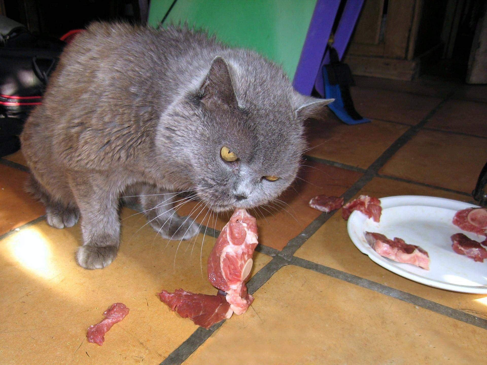 Кошка ничего не ест. Что едят британские кошки.