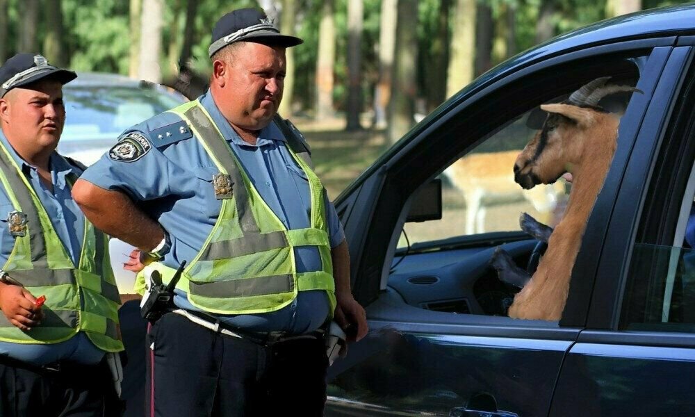 Гаи картинки смешные