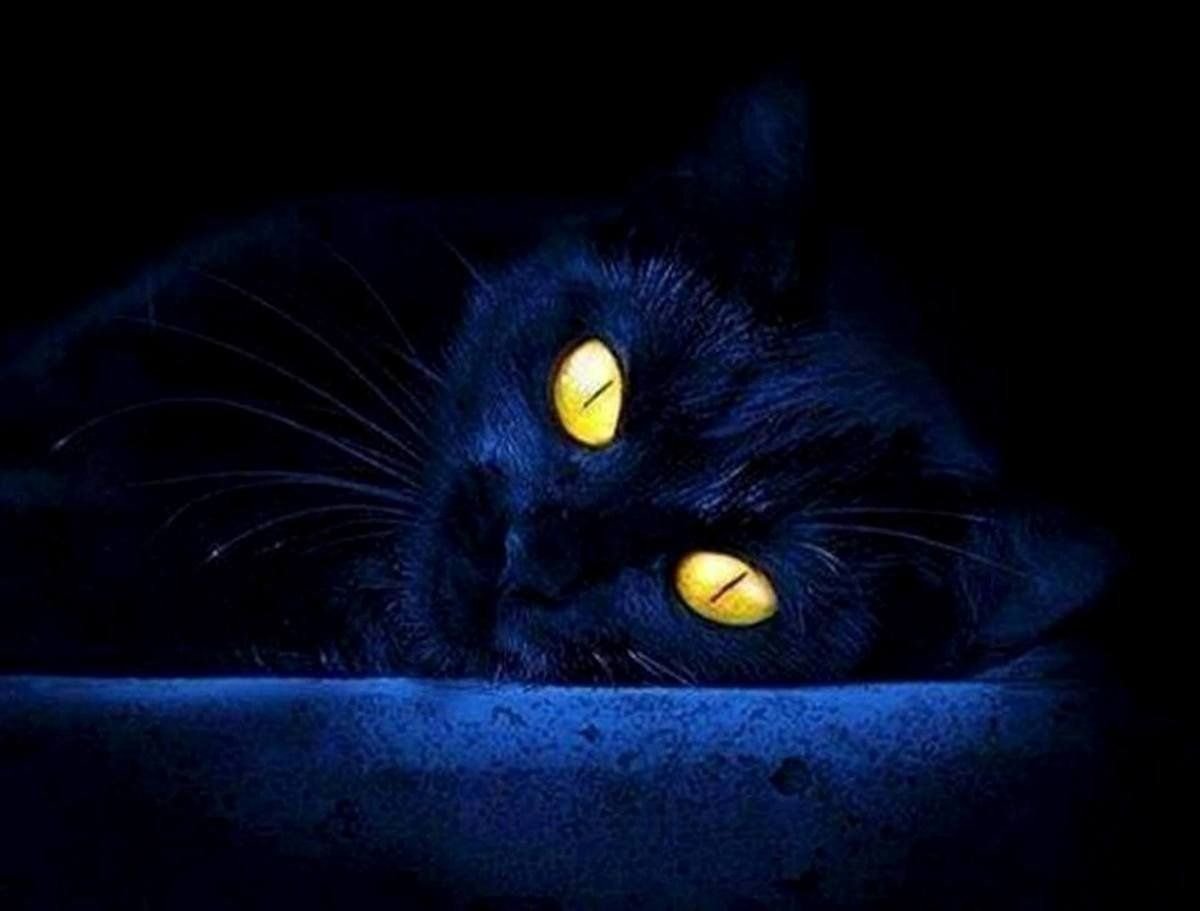 Черный кот в темноте